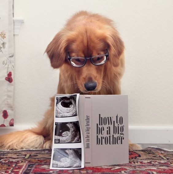 Pregnancy Announcement ideas. This collection includes announcements to husband, to parents, to family, to grandma, to friends, and more. These pictures are great inspiration for first, second and 3rd baby. Lots of funny, creative images for sibling announcements as well. #pregnancyannouncement #pregnant