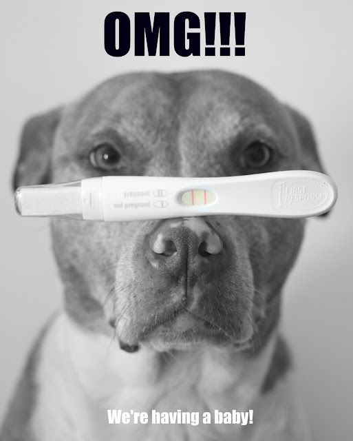Pregnancy Announcement ideas. This collection includes announcements to husband, to parents, to family, to grandma, to friends, and more. These pictures are great inspiration for first, second and 3rd baby. Lots of funny, creative images for sibling announcements as well. #pregnancyannouncement #pregnant