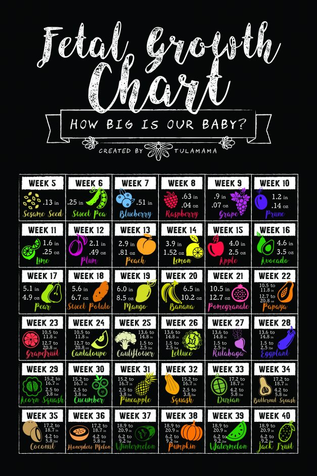 Baby Foetus Size Chart