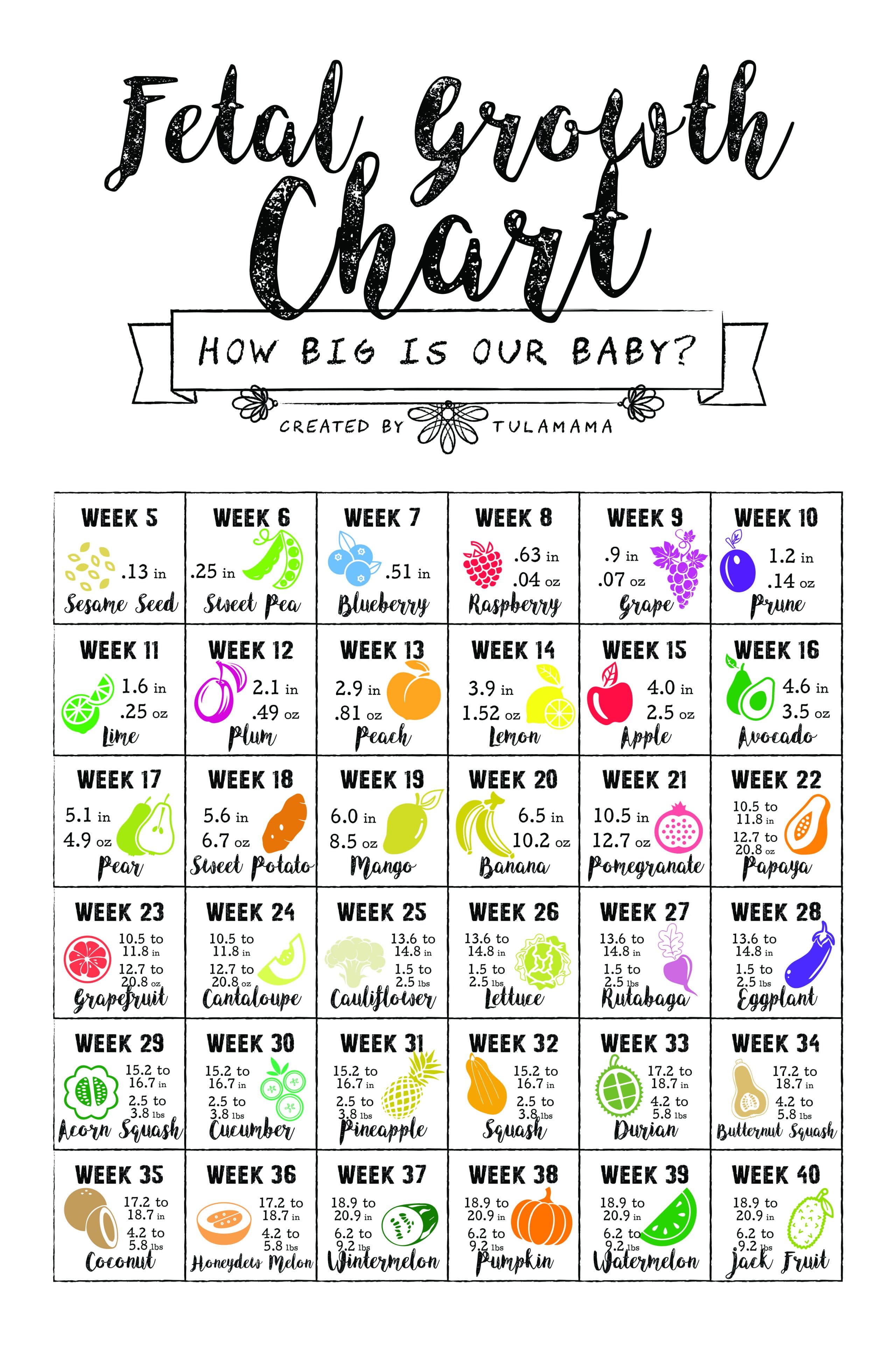 Fetal Growth Chart How Big Is My Baby Tulamama