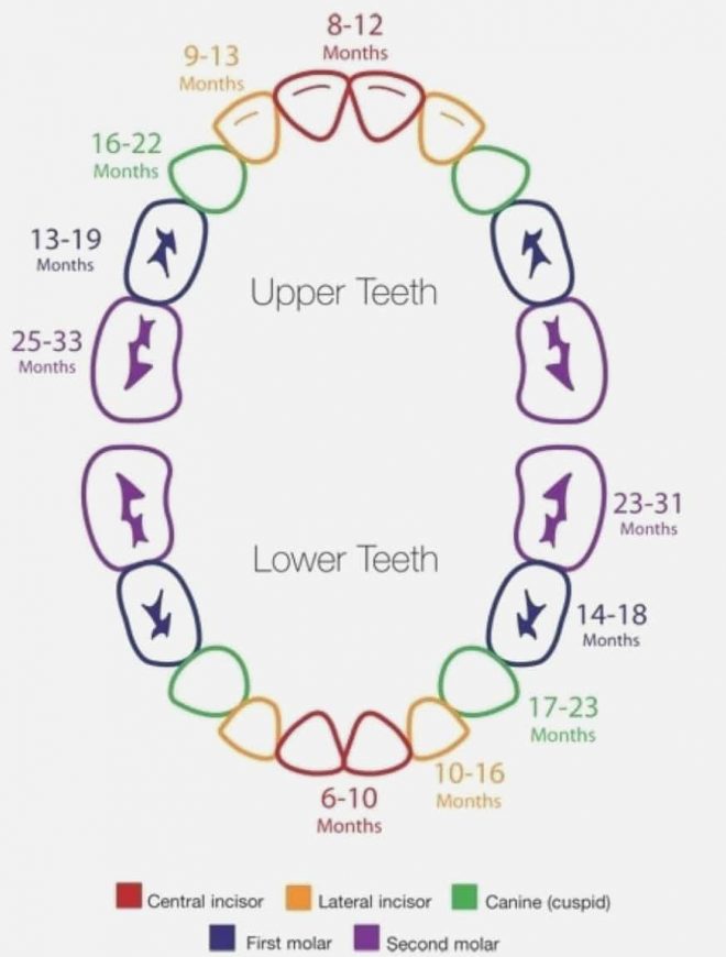 Savvy Moms Teething Guide: How Long Does Teething Last - Tulamama