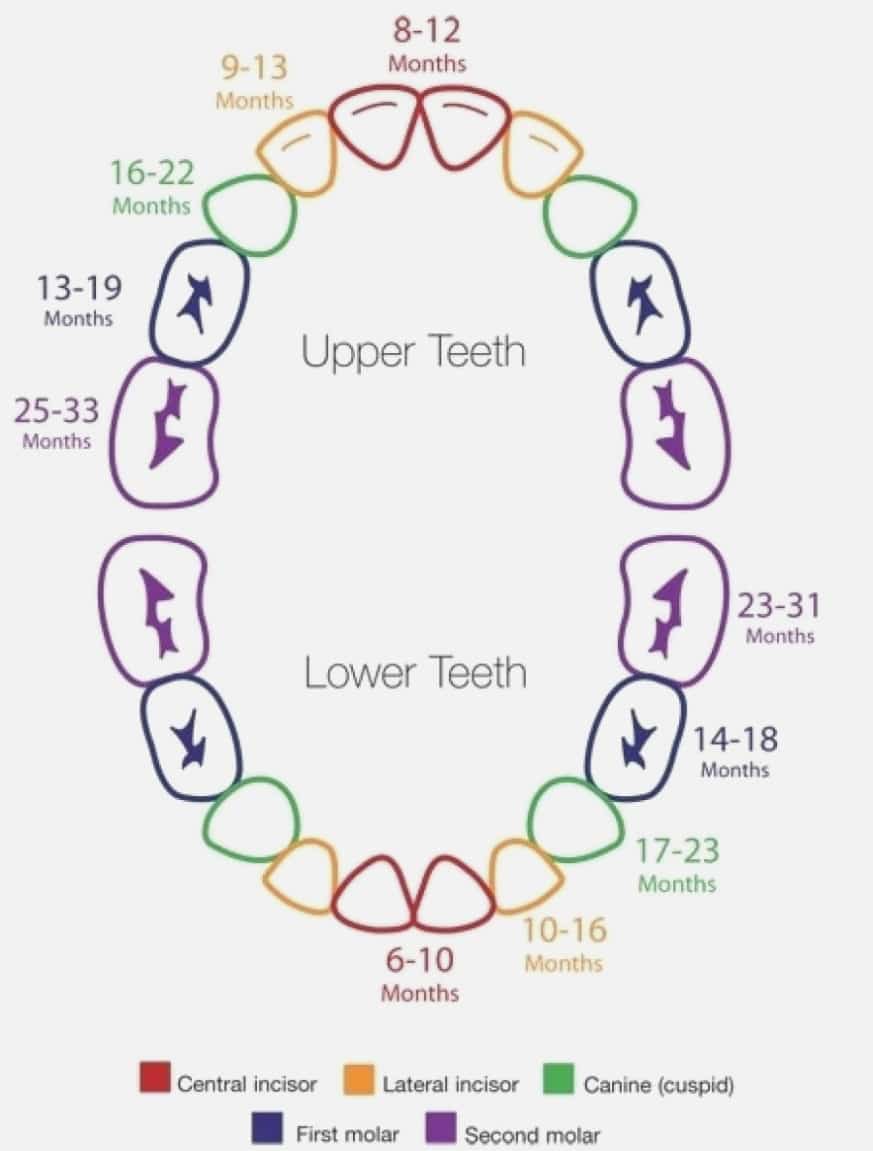 Savvy Moms Teething Guide How Long Does Teething Last Tulamama