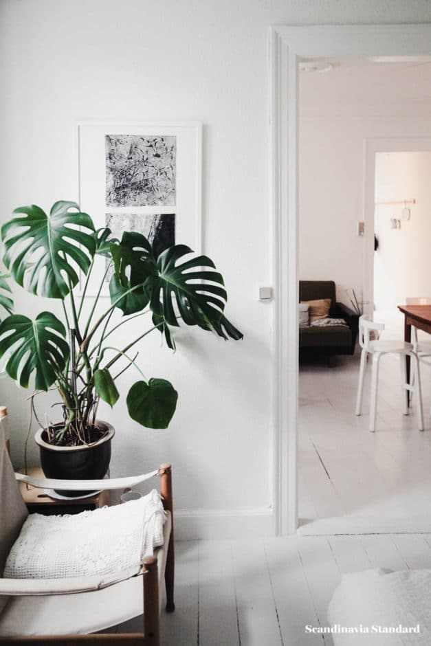 poisonous house plants to avoid with a baby
