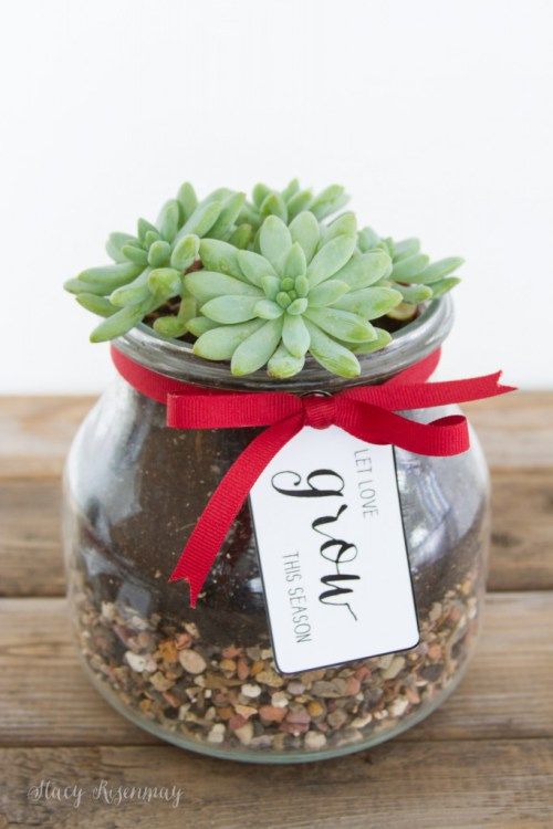 succulents christmas gifts for neighbors and friends and teachers and coworkers