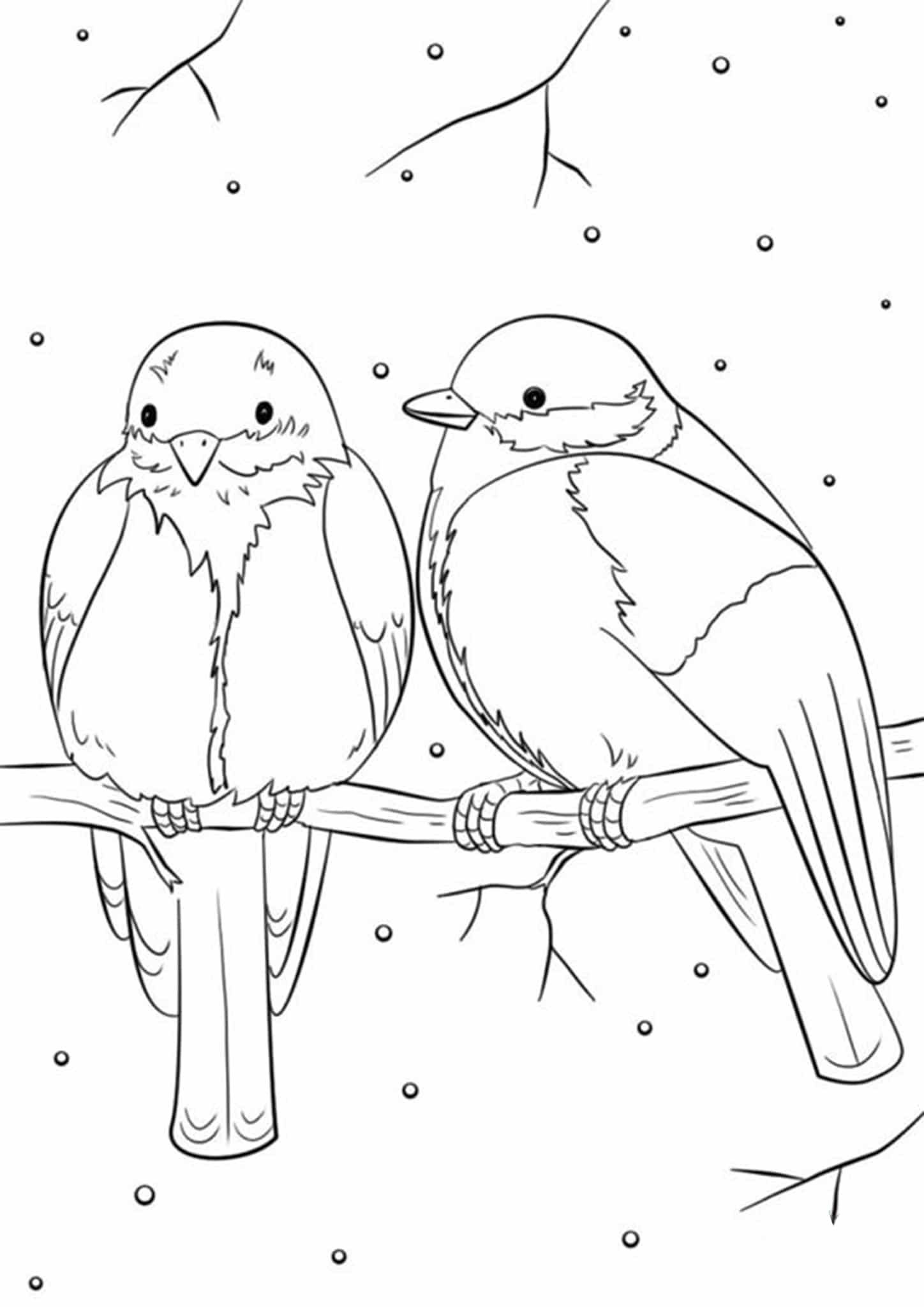 birds pictures to color