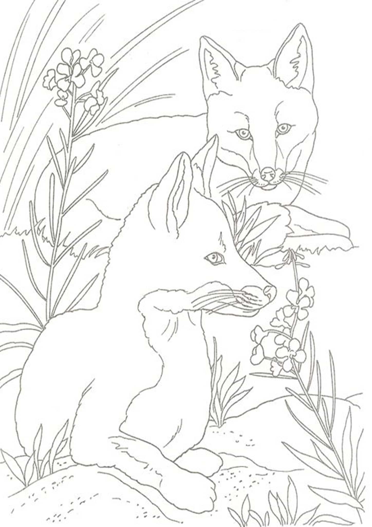 Fox Printable Coloring Pages Customize and Print