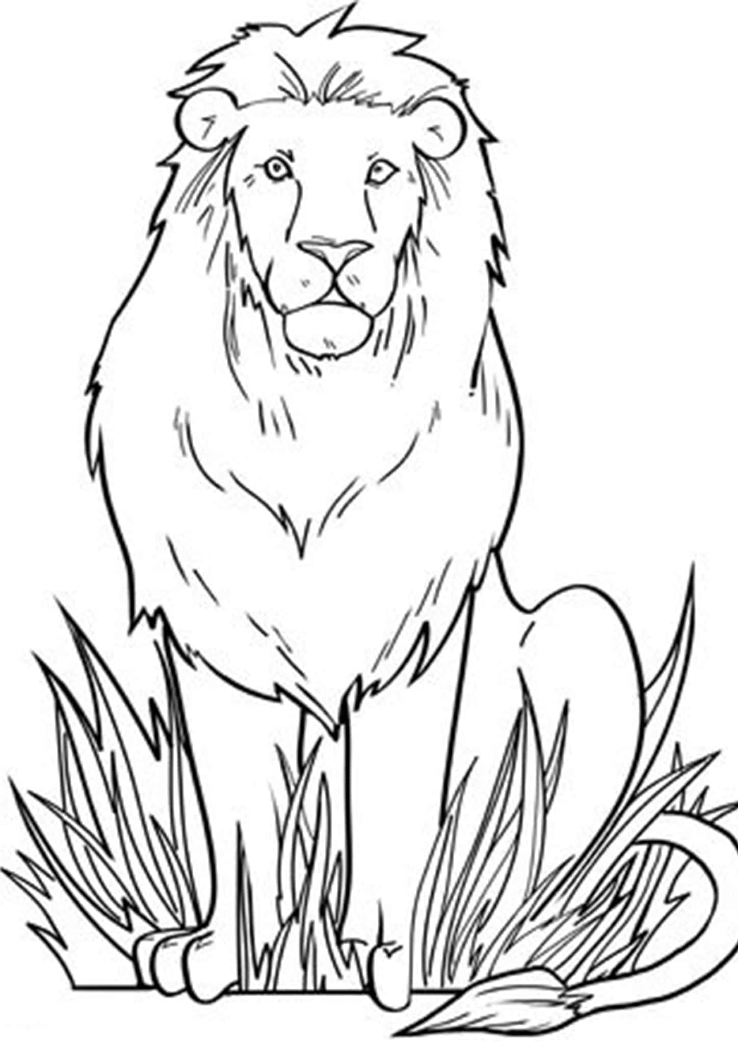 lion sitting drawing