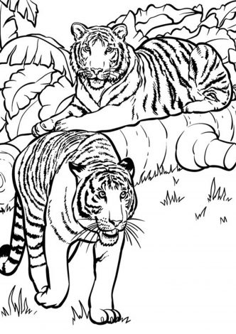 Free & Easy To Print Zoo Coloring Pages - Tulamama