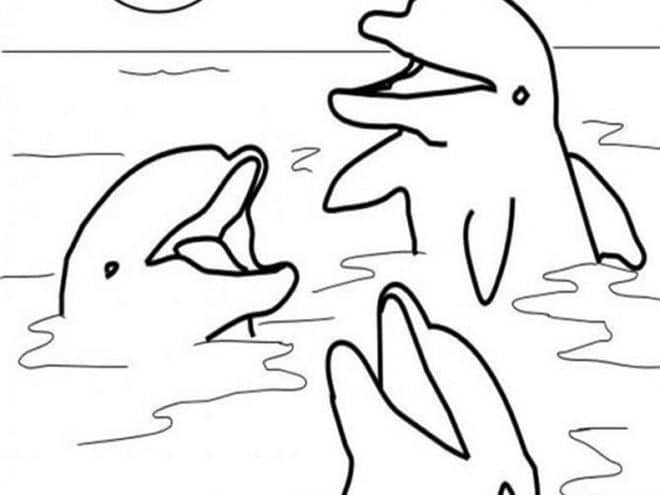 free  easy to print dolphin coloring pages  tulamama