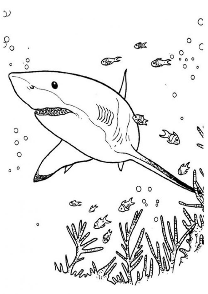 free  easy to print shark coloring pages  tulamama