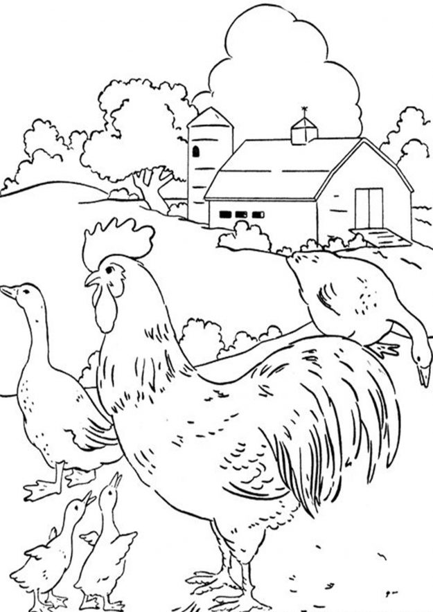 Free & Easy To Print Chicken Coloring Pages - Tulamama