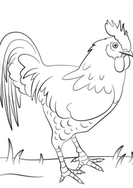 Free & Easy To Print Chicken Coloring Pages - Tulamama