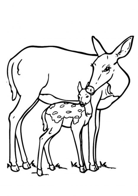 Free & Easy To Print Deer Coloring Pages - Tulamama