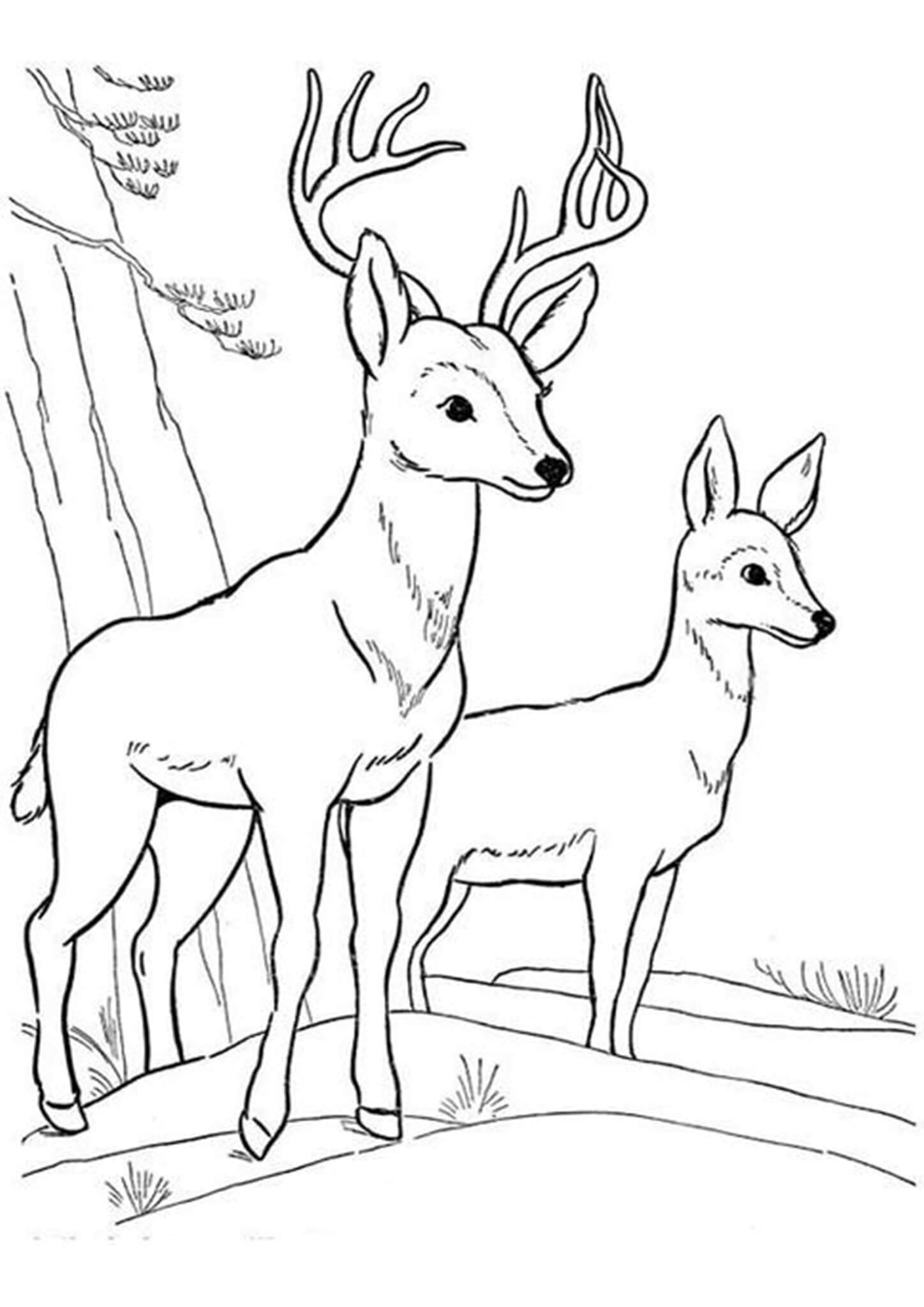 Deer Duo Coloring Page