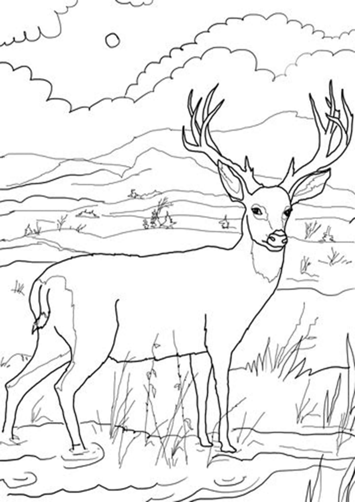 Free & Easy To Print Deer Coloring Pages - Tulamama