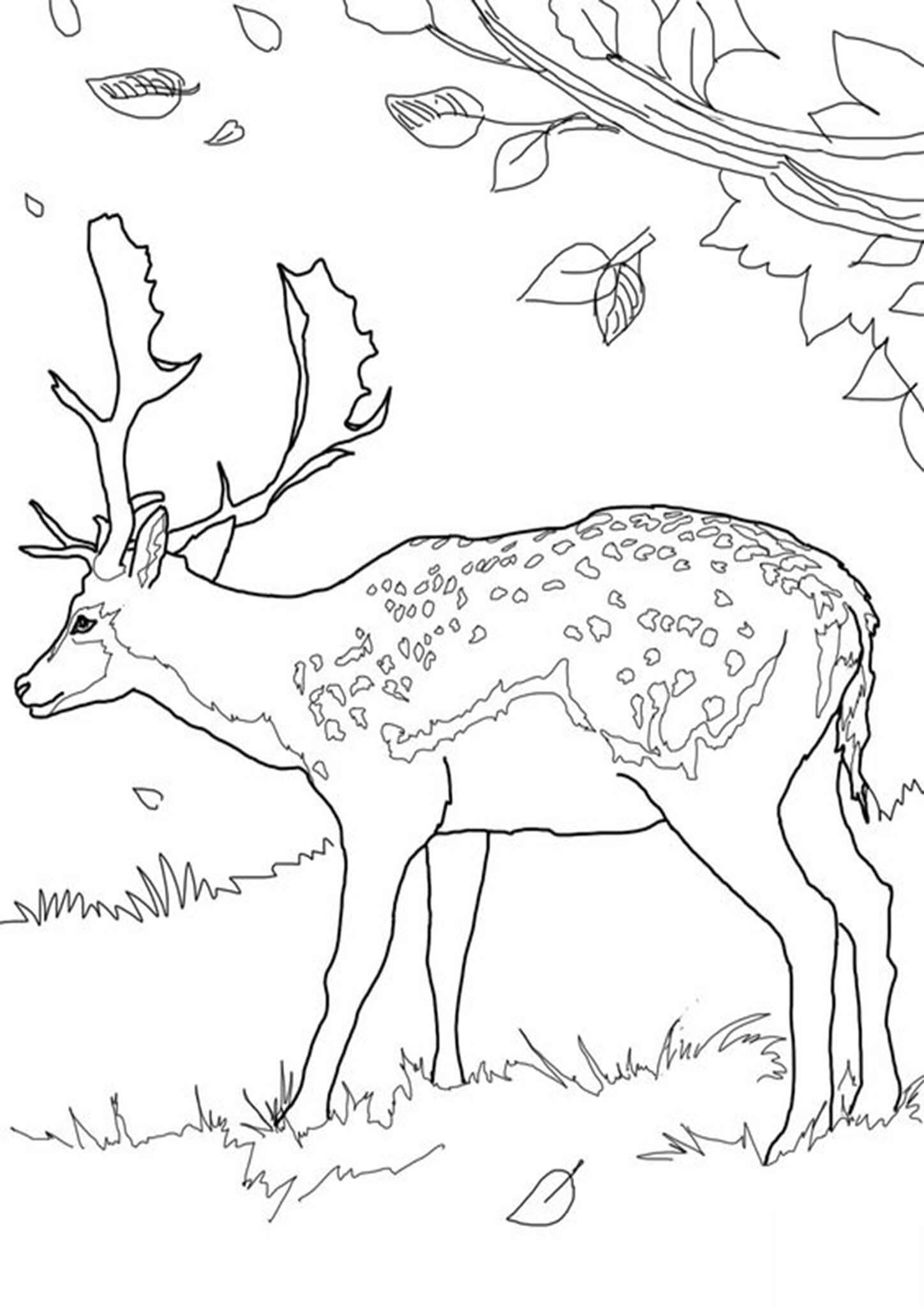 Free Easy To Print Deer Coloring Pages Tulamama