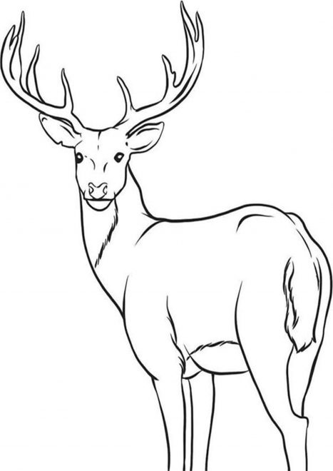 Free & Easy To Print Deer Coloring Pages - Tulamama