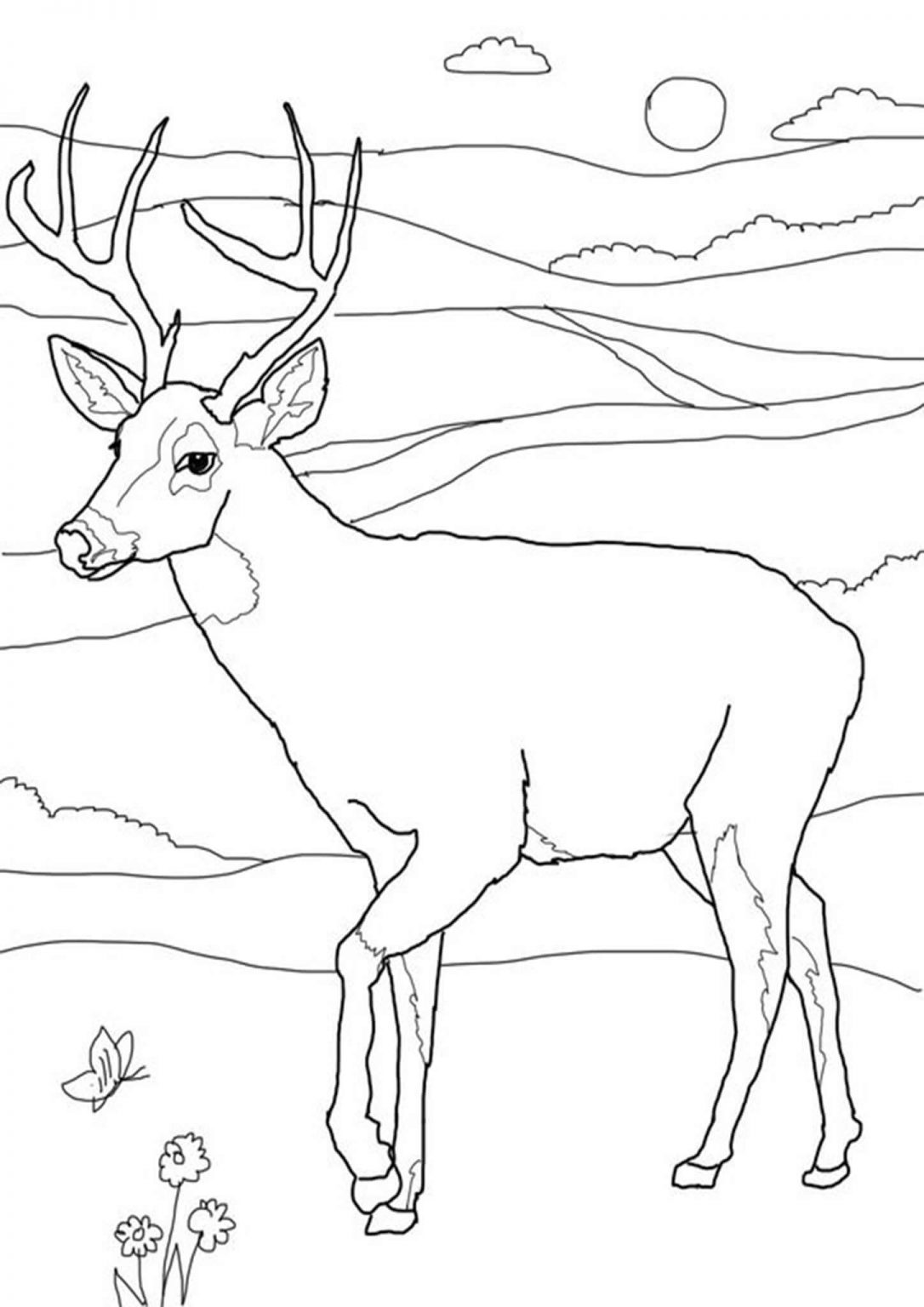 Free Easy To Print Deer Coloring Pages Tulamama