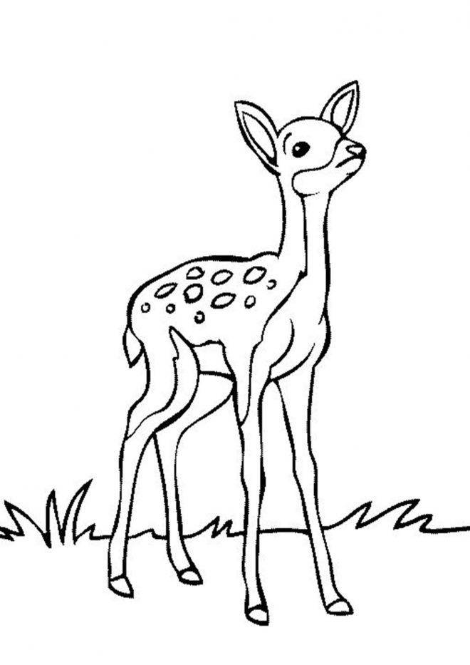 Free Easy To Print Deer Coloring Pages Tulamama