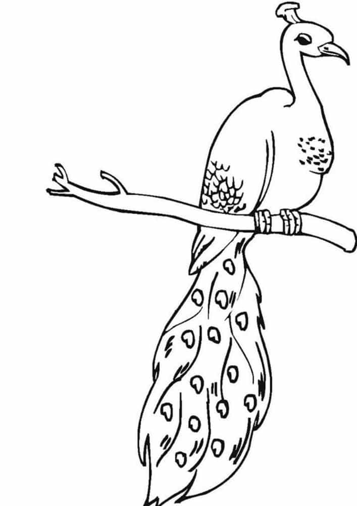 Peacock Coloring Book : Easy and Fun Peacock Coloring Pages for