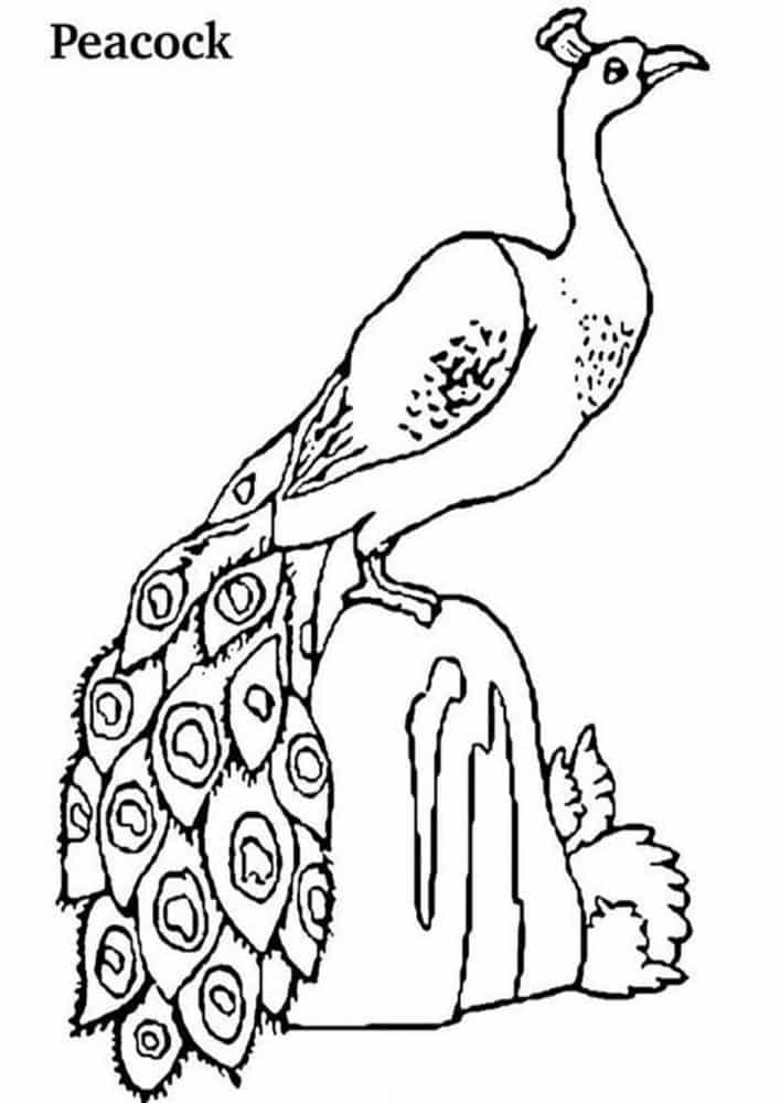 Fun Peacock coloring pages for your little one. They are free and easy to print. The collection is varied with different skill levels