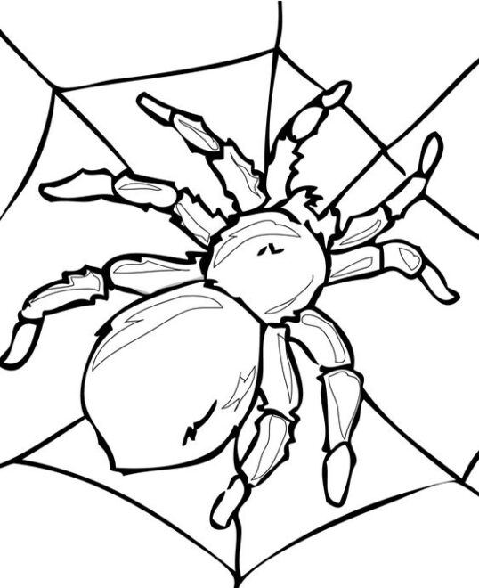 Free & Easy To Print Spider Coloring Pages - Tulamama