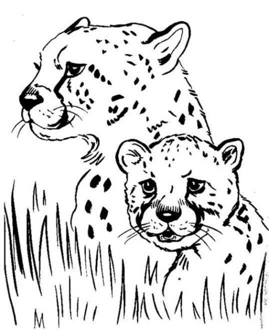 Free & Easy To Print Cheetah Coloring Pages - Tulamama