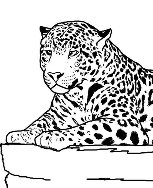 Free & Easy To Print Cheetah Coloring Pages - Tulamama