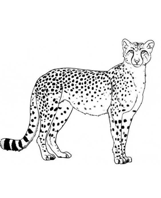 Free & Easy To Print Cheetah Coloring Pages - Tulamama