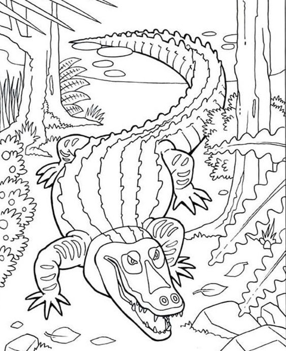 alligator pictures to color