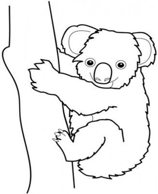 Free & Easy To Print Koala Coloring Pages - Tulamama