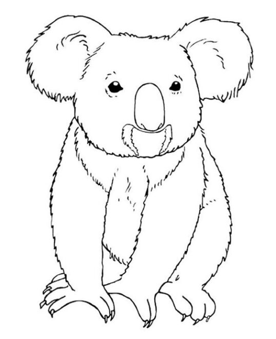 Free & Easy To Print Koala Coloring Pages - Tulamama