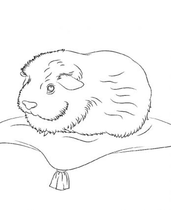 Free & Easy To Print Guinea Pig Coloring Pages - Tulamama