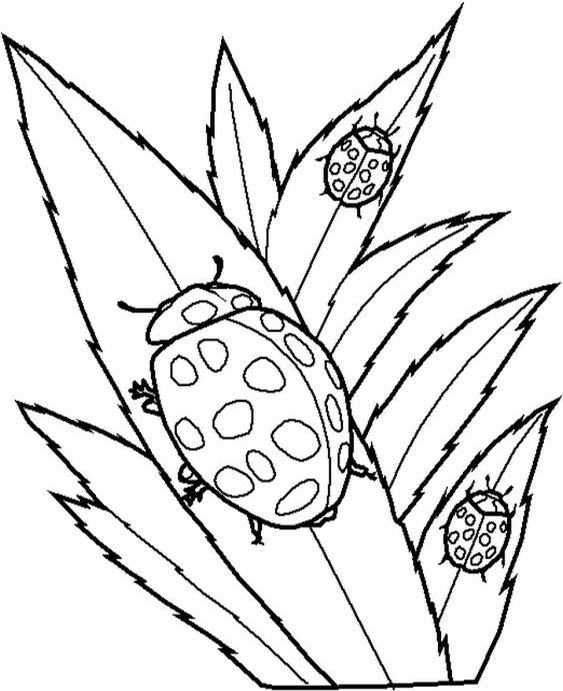 Fun Ladybug coloring pages for your little one. They are free and easy to print. The collection is varied with different skill levels