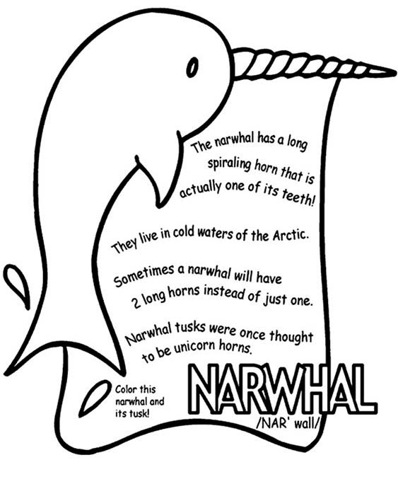 Fun Narwhal coloring pages for your little one. They are free and easy to print. The collection is varied with different skill levels
