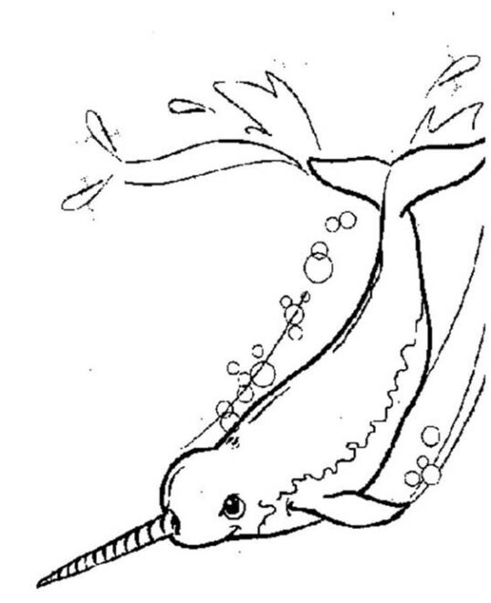 Free & Easy To Print Narwhal Coloring Pages - Tulamama