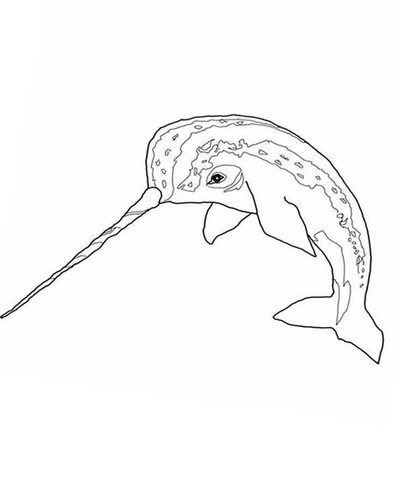 Free & Easy To Print Narwhal Coloring Pages - Tulamama