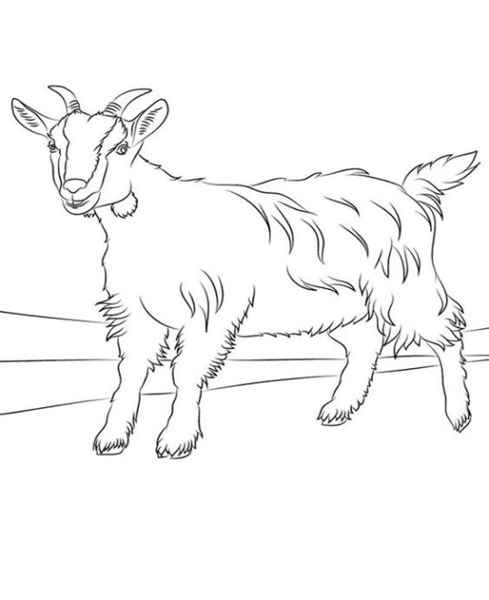 Free & Easy To Print Goat Coloring Pages - Tulamama