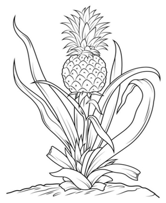 Free & Easy To Print Pineapple Coloring Pages - Tulamama